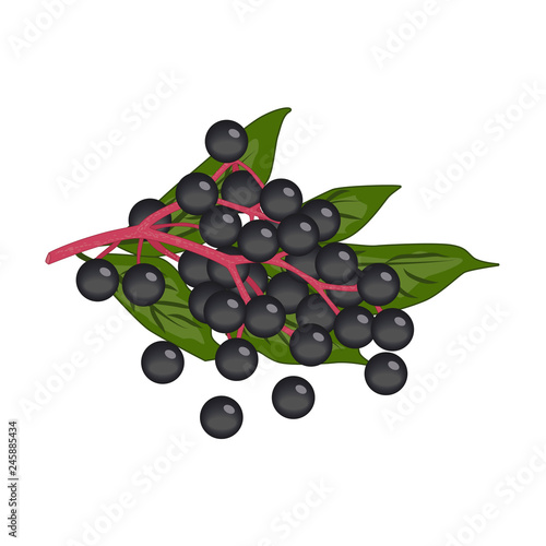 Bunch of small black round elderberry berries with green leaves - vector clipart. Pink stem with ripe black fruit of the Sambucus, plant using in food and traditional medicine