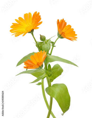 Flower of calendula