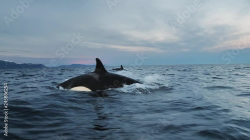 orcas and humpback whales hunting for herrings in the fjords of Norway in winter