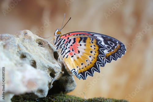 Butterfly : Leopard lacewing butterfly (Cethosia cyane)(Male) is a species of heliconiine butterfly found from India to southern China and Indochina. Selective focus, blurred background, copy space photo