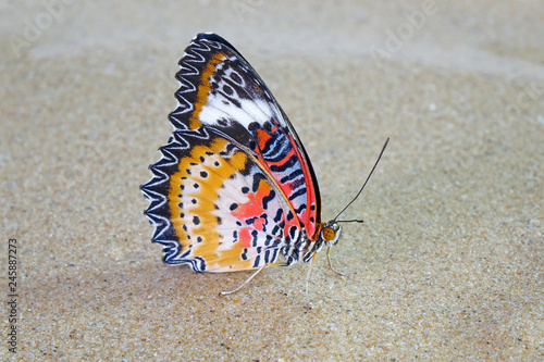 Butterfly : Leopard lacewing butterfly (Cethosia cyane)(Male) on the riverside of tropical rain forest of Thailand. Selective focus, blurred background with copy space photo