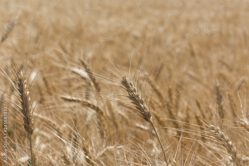 Field of ripening grain, barley, rye or wheat in summer, solid background. Agriculture.Ukraine. Copy space Field of ripening grain, barley, rye or wheat in summer, solid background. Agriculture.Ukraine. Copy space