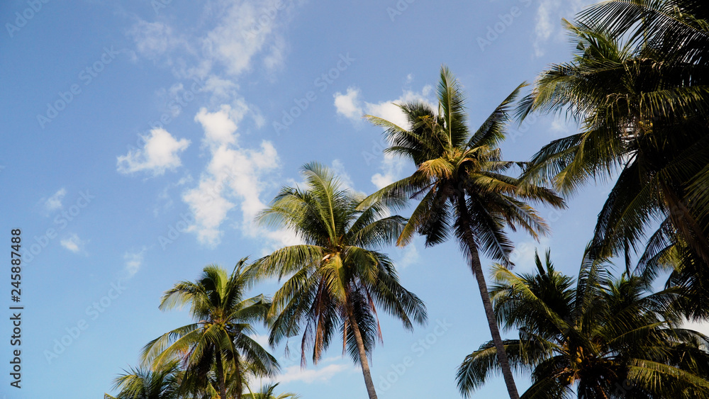 coconut palm tree against blue sky. travel concept. tropical coast and frame coconut tree