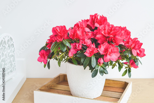 Azalea flowers in a pot. Balcony garden. Interior