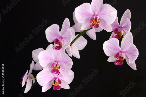 Fototapeta Naklejka Na Ścianę i Meble -  Orchid flower on black background. pink phalenopsis