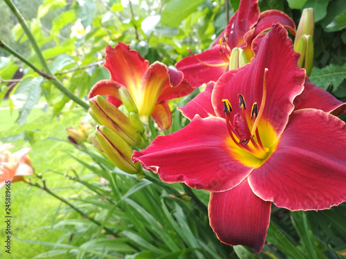 Blooming bright lily, hemerocallis in green garden. Variety day lily bud close up.