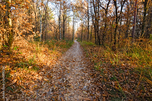 Panoramic view of the forest  with its bright colors  in an autumn afternoon.