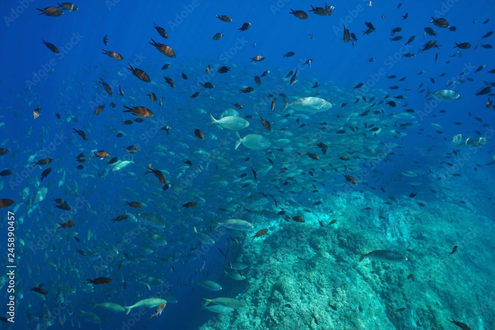 Fototapeta premium Underwater Mediterranean sea school of fish (Chromis chromis and Sarpa salpa), France, marine reserve of Cerbere Banyuls, Pyrenees-Orientales