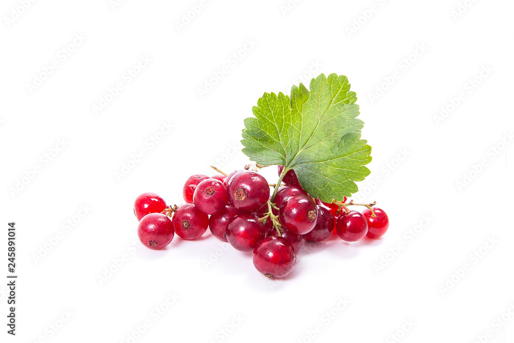 Red currant berry isolated on white. A bunch of red currant.. Red currant berry isolated on white. A bunch of red currant..