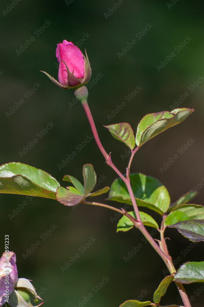 Fototapeta premium Spring flower and nature