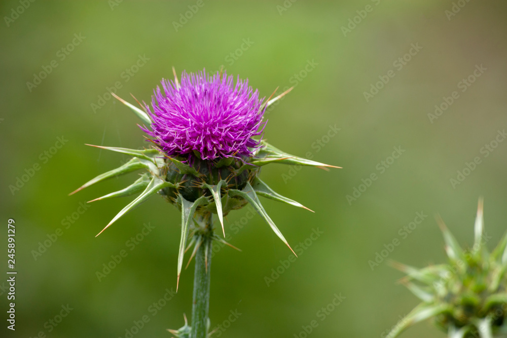 Spring flower and nature Spring flower and nature