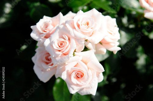 薄いピンクのバラの花 © araho