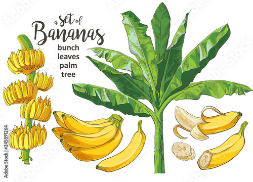 Vector Tropical bananas palm, textural seamless pattern.