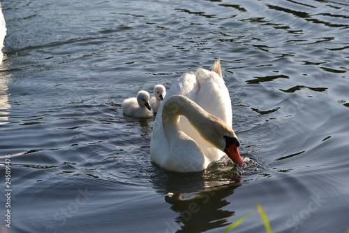 couple de cygnes et leurs bébés, cigneau, cignet, cygnon photo