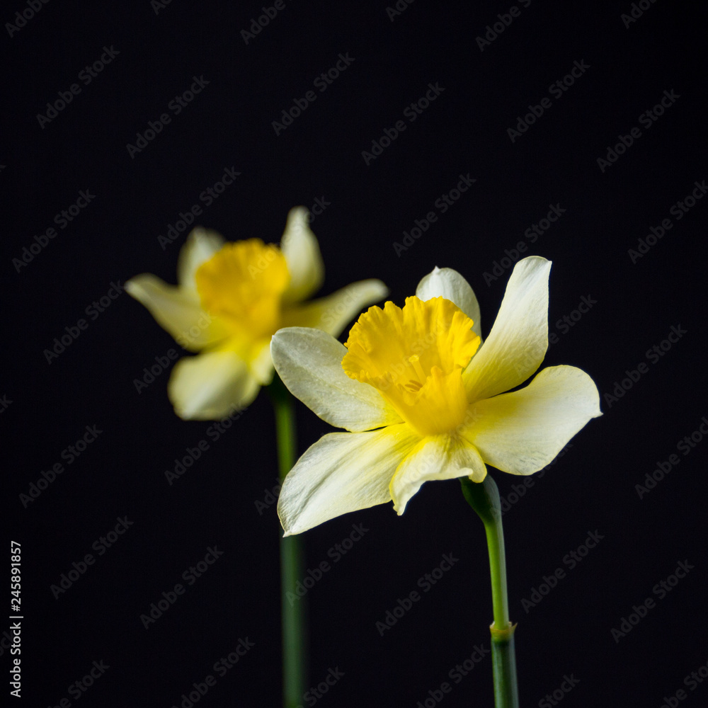 Stylish minimalist still life with Narcissus on a dark background Stylish minimalist still life with Narcissus on a dark background
