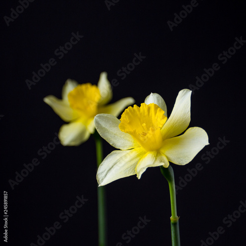 Stylish minimalist still life with Narcissus on a dark background
