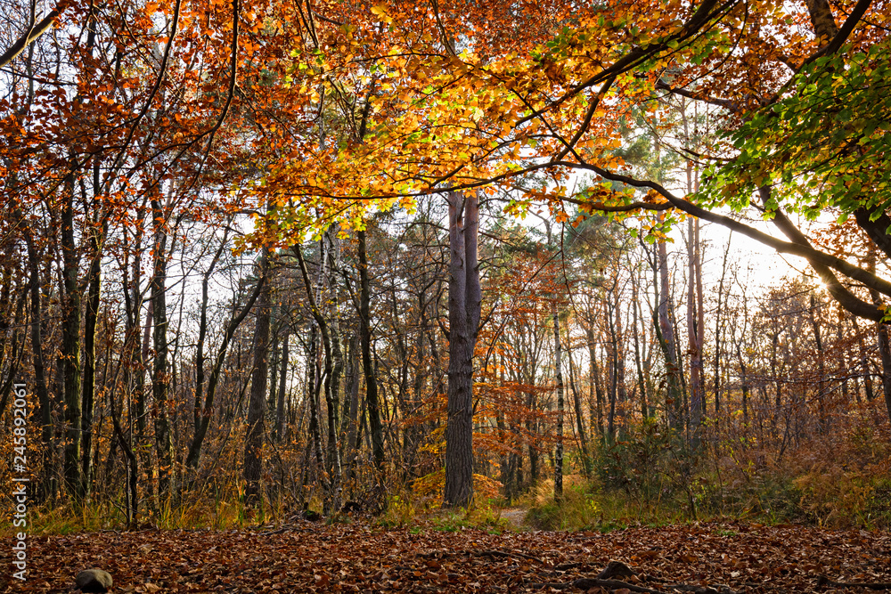 Obraz premium Panoramic view of the forest, with its bright colors, in an autumn afternoon.