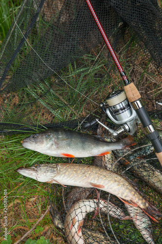 Big freshwater perch and pike fish on landing net with fishery catch in it and fishing rod with reel.
