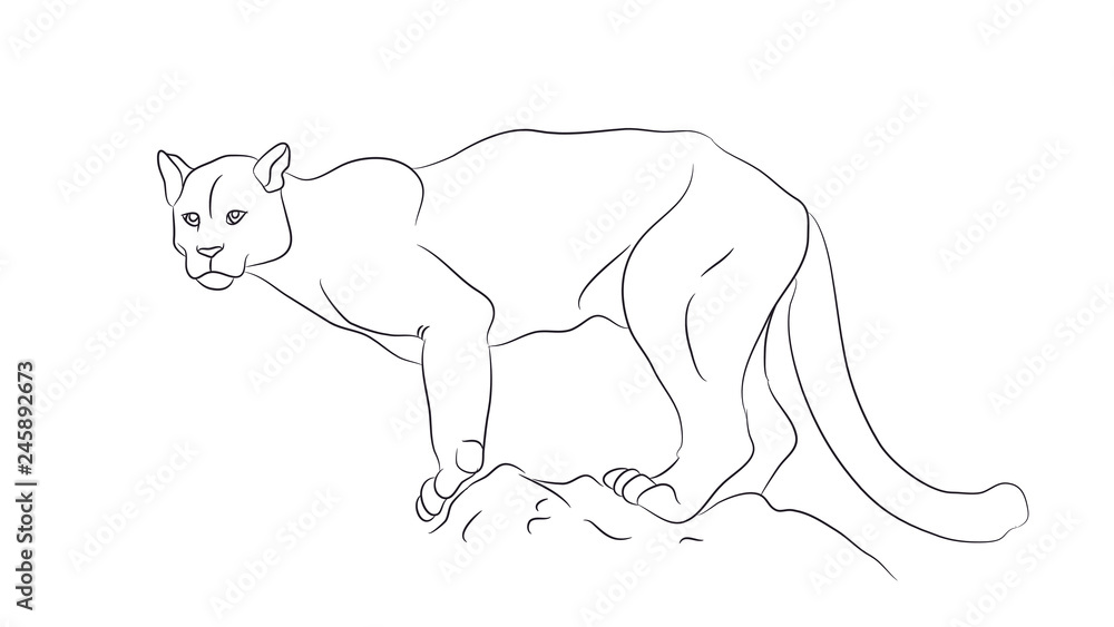 lioness with lines, sketch, vector