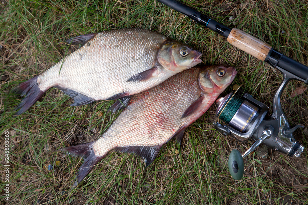 Two big freshwater common bream fish and fishing rod with reel on natural background.. Two big freshwater common bream fish and fishing rod with reel on natural background..