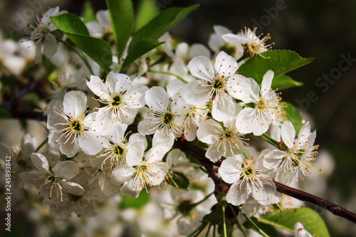 Cherry flowers A branch of a flowering cherry tree. Close-up. Copy space.