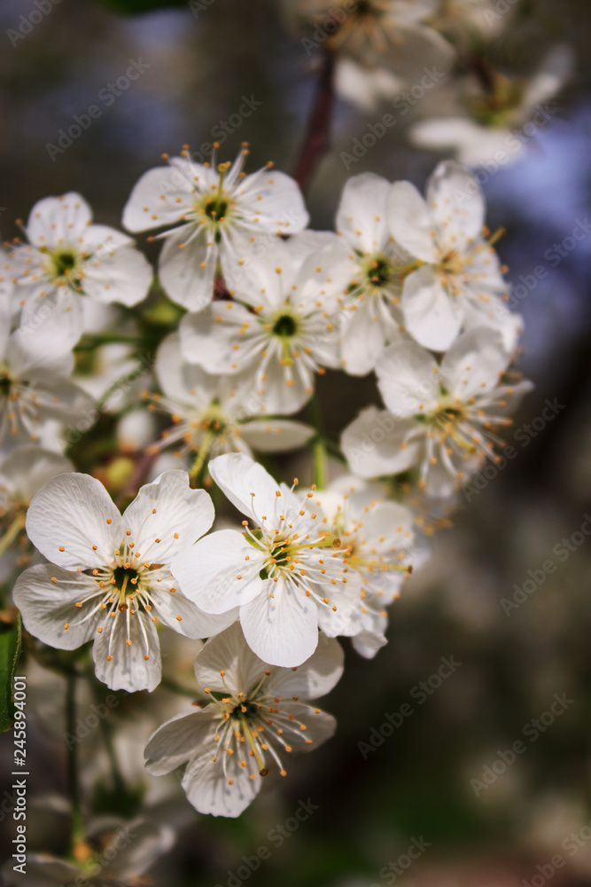 Cherry flowers A branch of a flowering cherry tree. Close-up. Copy space. Cherry flowers A branch of a flowering cherry tree. Close-up. Copy space.