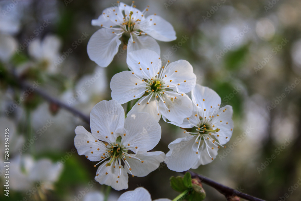 Cherry flowers A branch of a flowering cherry tree. Close-up. Copy space. Cherry flowers A branch of a flowering cherry tree. Close-up. Copy space.