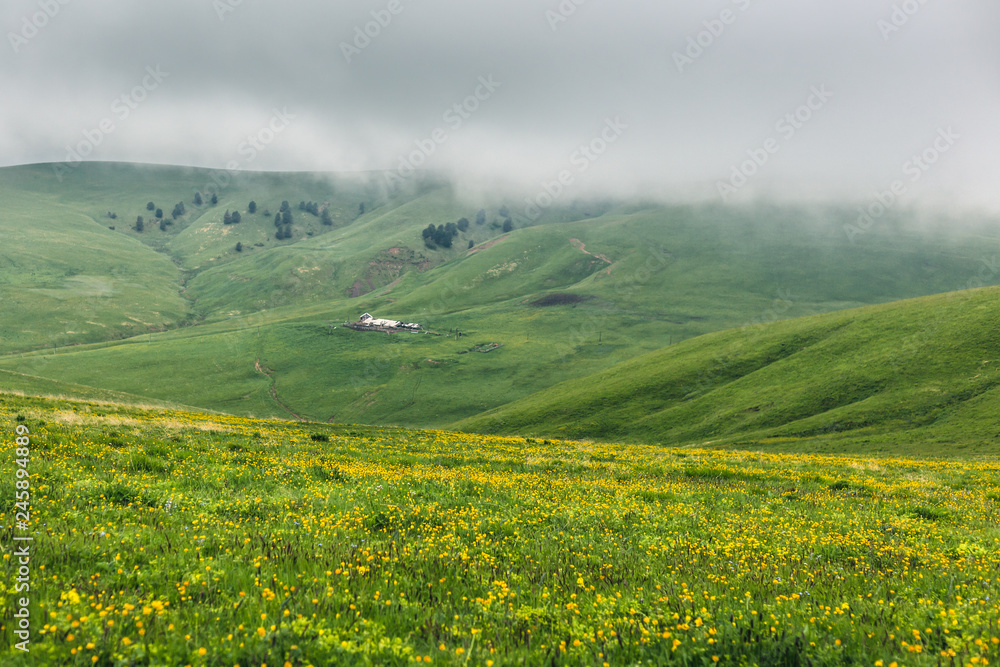 Peaceful alpine scenery with a green rolling hills, yellow flowers on a meadow, farm house, and dark low clouds on a gloomy summer day. Countryside landscape at North Caucasus mountains