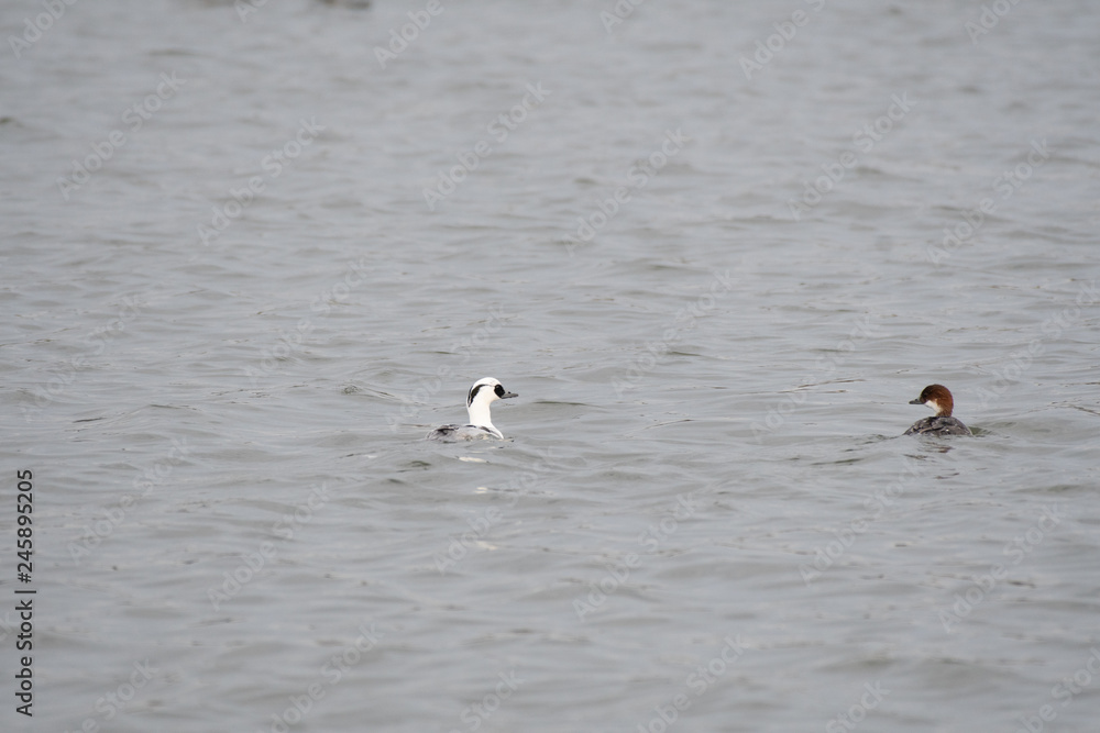 Pair of smews in Kamisu city, Ibaraki prefecture, Japan Pair of smews in Kamisu city, Ibaraki prefecture, Japan