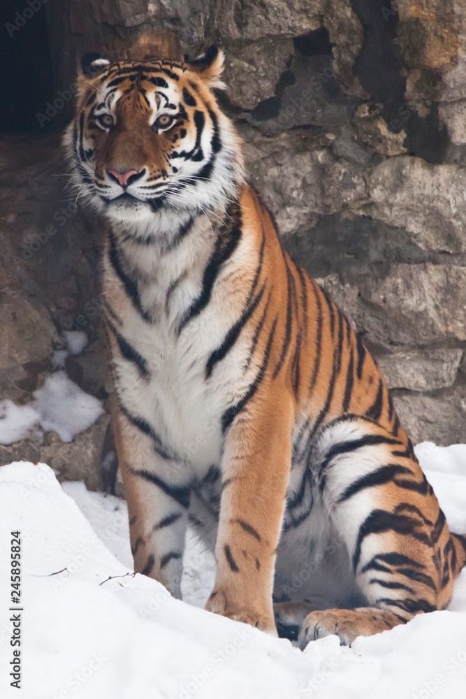 The Amur tiger against a stone wall and a snow-rare animal of the Far East-Russia and China. The Amur tiger against a stone wall and a snow-rare animal of the Far East-Russia and China.