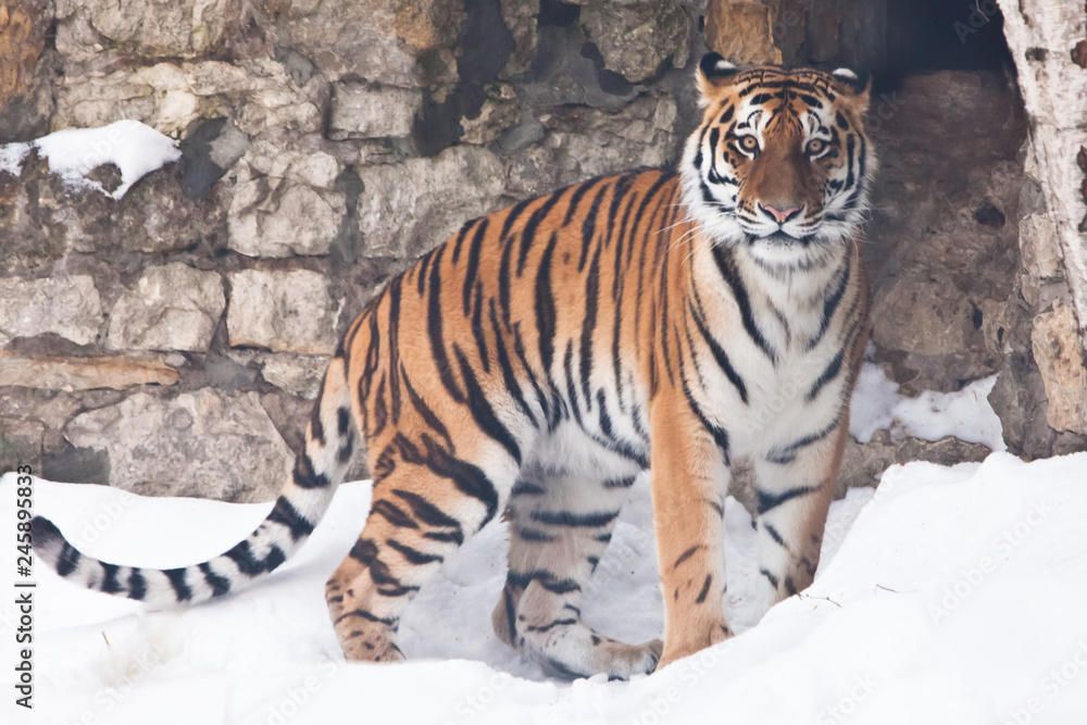 Fototapeta premium The Amur tiger against a stone wall and a snow-rare animal of the Far East-Russia and China.