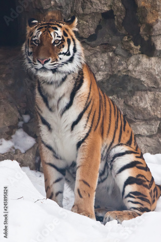 The Amur tiger against a stone wall and a snow-rare animal of the Far East-Russia and China.