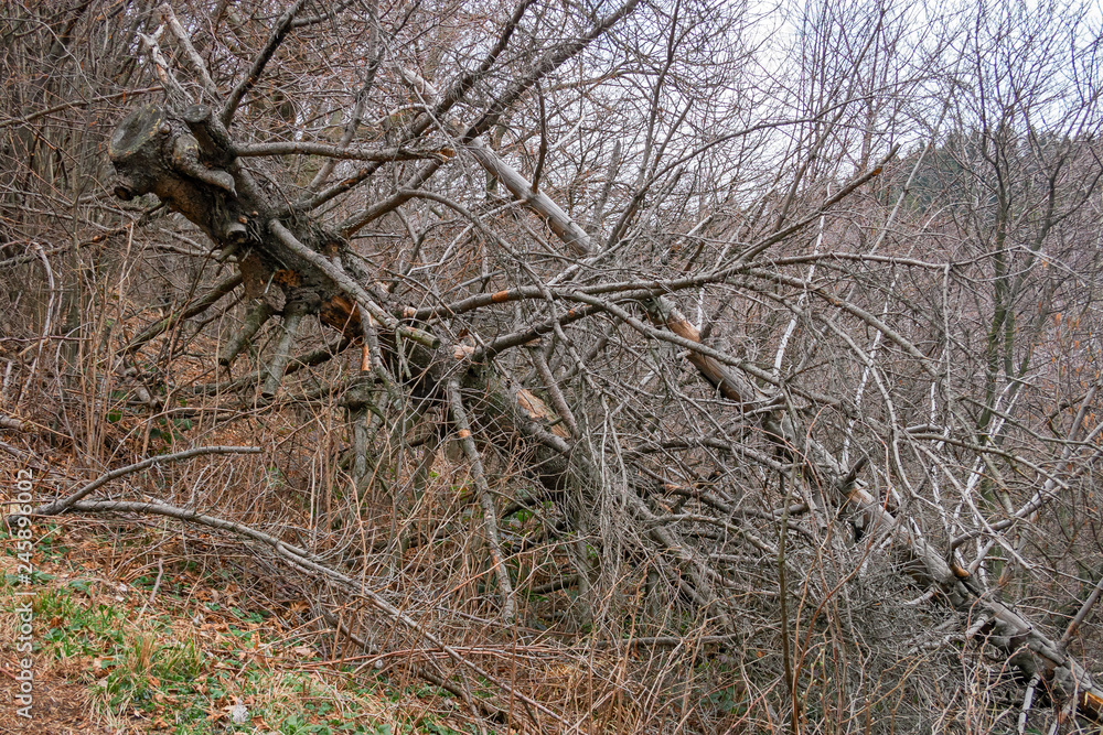 View of a forest in the bare winter clothes View of a forest in the bare winter clothes
