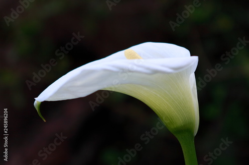 Zimmerpflanzen mit Blüten