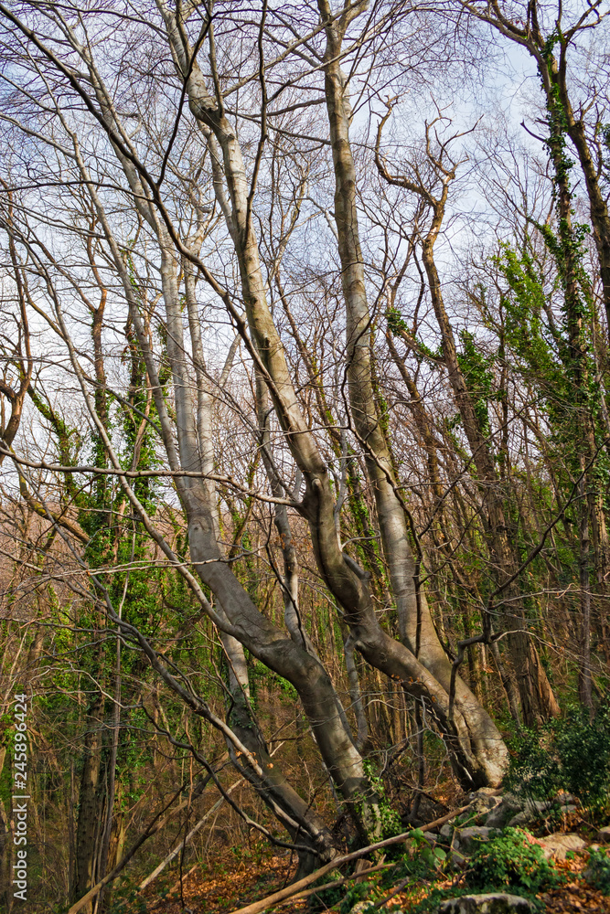 Panoramic view of a forest in its spring appearance. Panoramic view of a forest in its spring appearance.