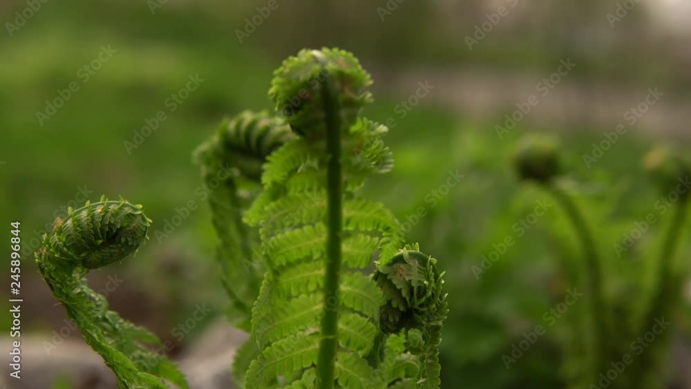 Young green shoots of ferns are revealed with a new growth. Curls at the tip of the leaves on a blurred background, the camera moves around the plant. Young green shoots of ferns are revealed with a new growth. Curls at the tip of the leaves on a blurred background, the camera moves around the plant.