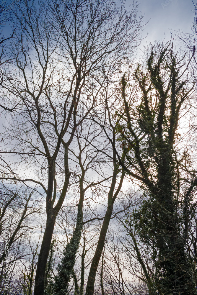 Panoramic view of a forest in its spring appearance. Panoramic view of a forest in its spring appearance.