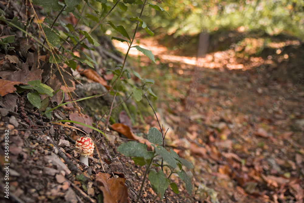 Some hallucinogenic mushrooms of Amanita Muscaria grown among the forest vegetation.