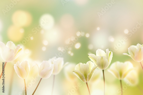 Fototapeta Naklejka Na Ścianę i Meble -  zarte tulpen im frühling