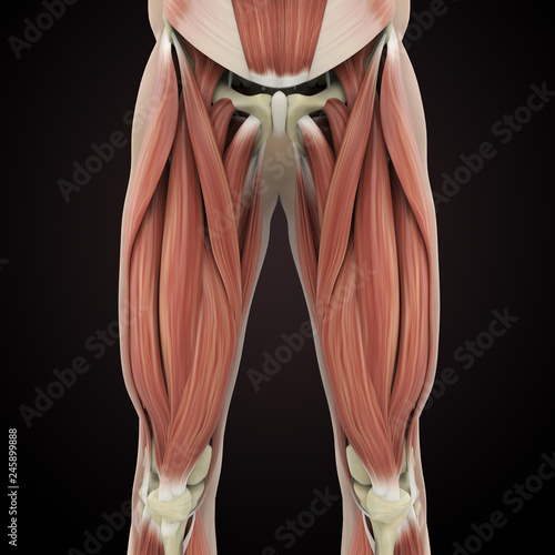 Upper Legs Muscles Anatomy