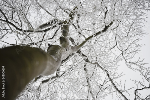 Von Frost bedeckte Buche photo