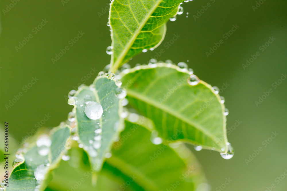 Water drops on foliage. North West Province. South Africa Water drops on foliage. North West Province. South Africa