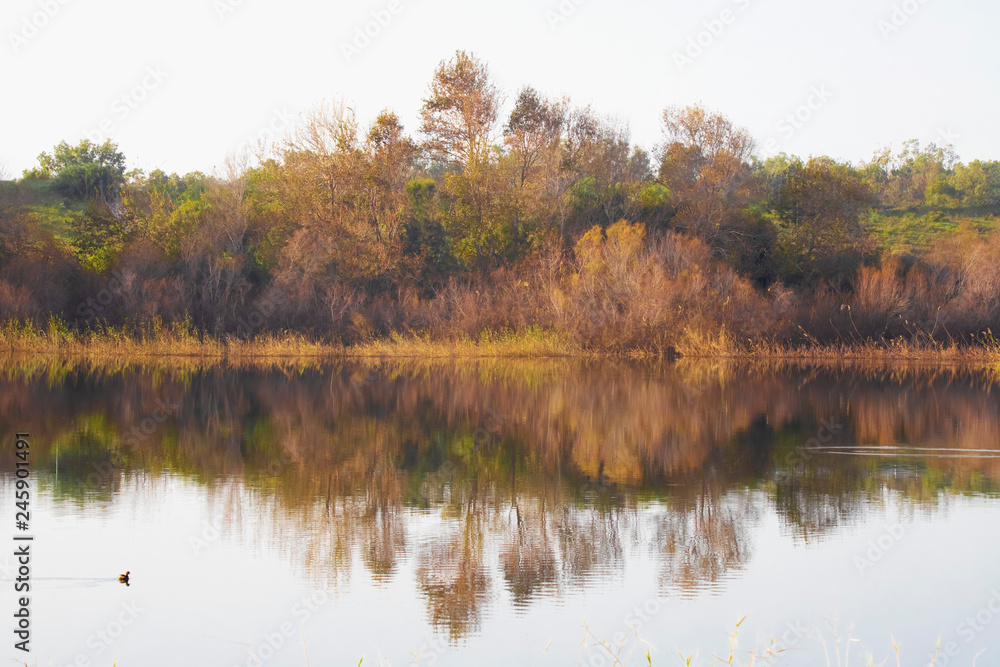 The reflection in the water of trees and bushes with autumn foliage. Landscape