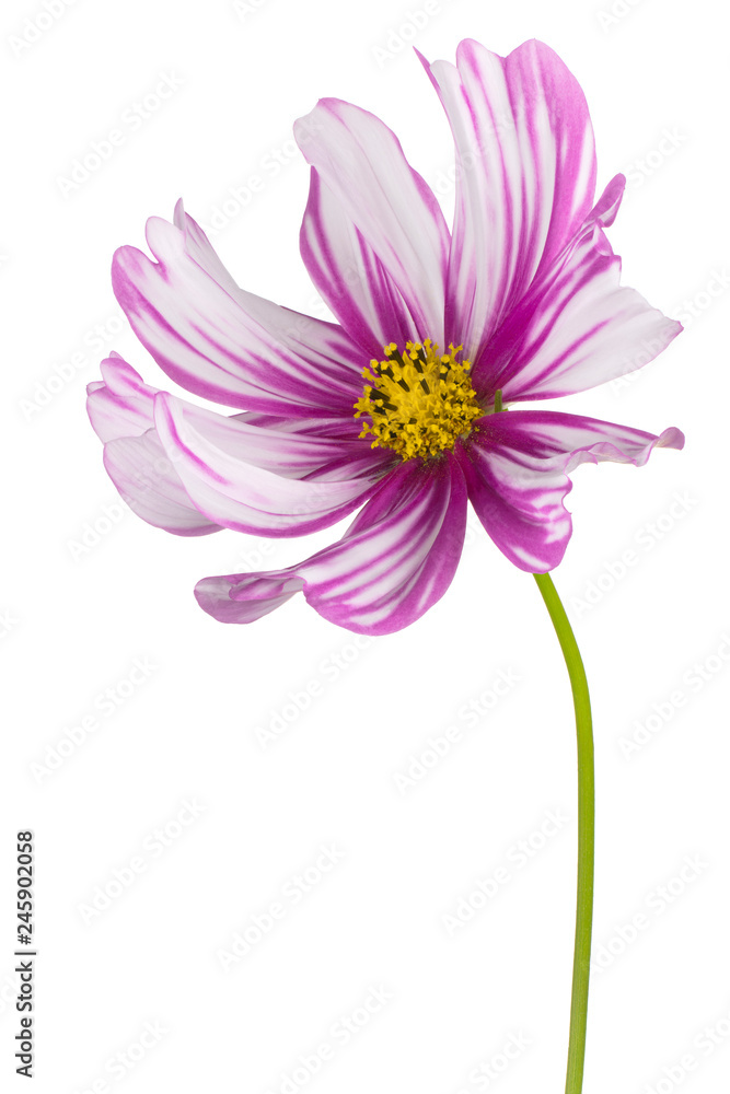 cosmos flower isolated