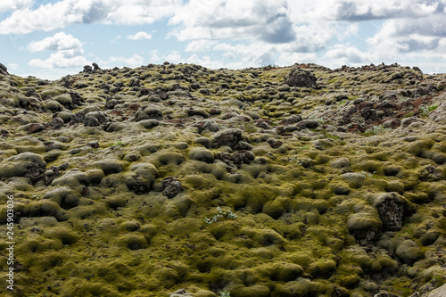 Iceland Moss on volcanic rocks, Iceland