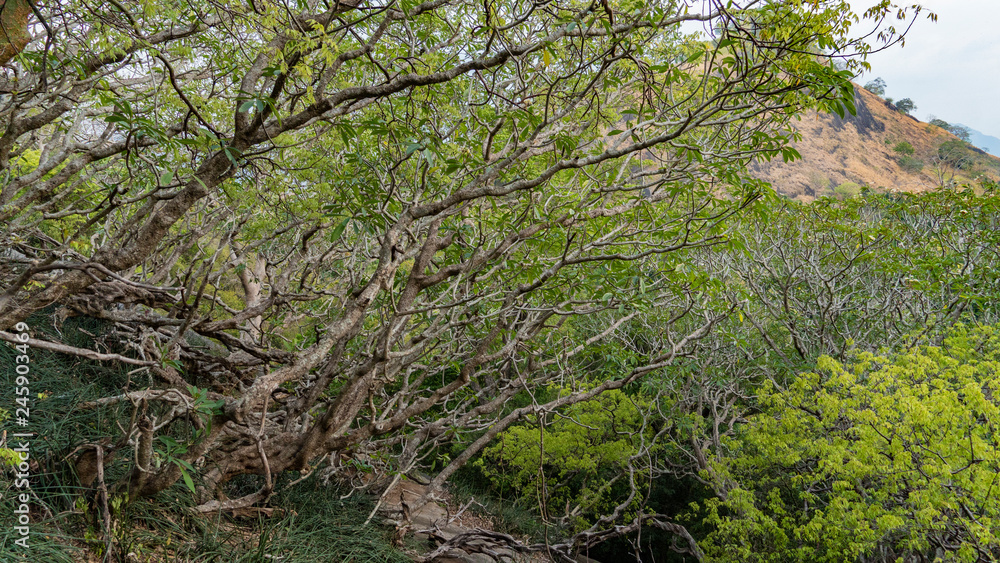 Ornate Tree Branches Against Mountain Ornate Tree Branches Against Mountain