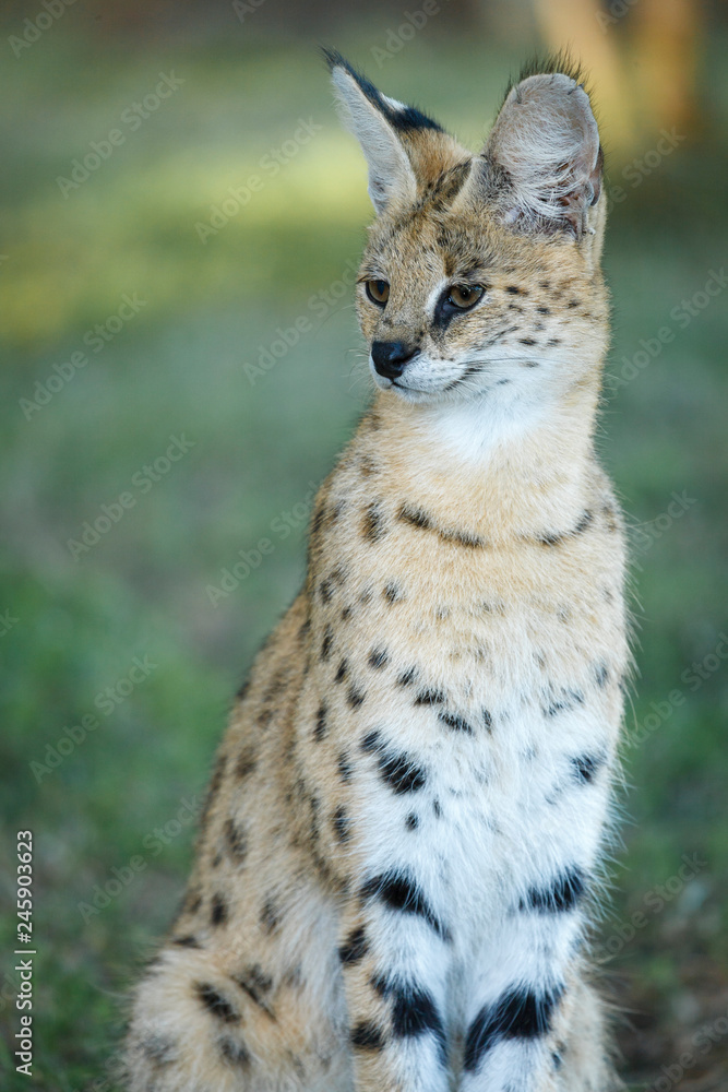 Serval (Leptailurus serval). KwaZulu Natal. South Africa Serval (Leptailurus serval). KwaZulu Natal. South Africa