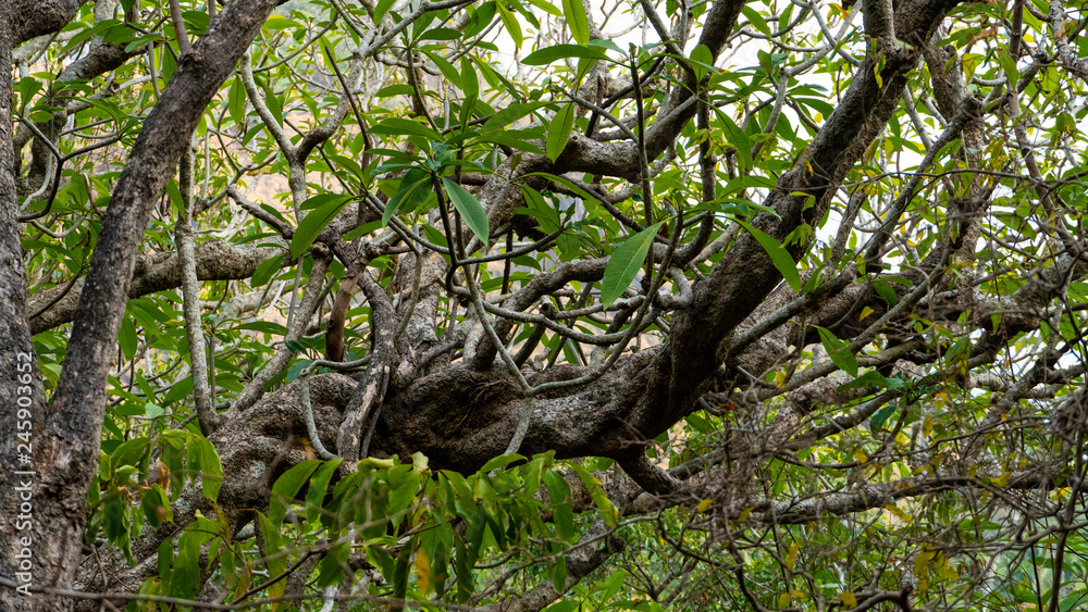 Fototapeta premium Tropical Green Tree Branches Close Up 