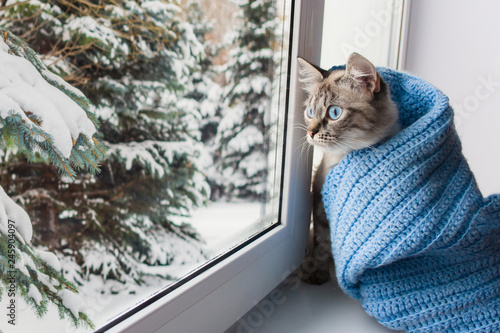 cute flaffy cat with blue eyes covered in knitted blue scarf , sitting on a window sill and watching throuth the window on snowy trees photo