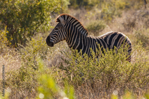 Plains zebra  Equus quagga  prev. Equus burchellii   aka common zebra  Burchell s zebra or quagga. KwaZulu Natal. South Africa